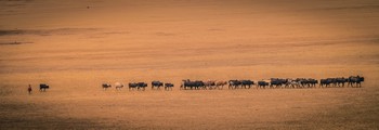 Masai's are allowed to graze their cattle in the Serengeti