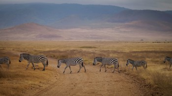 Obligatory zebra crossing photo
