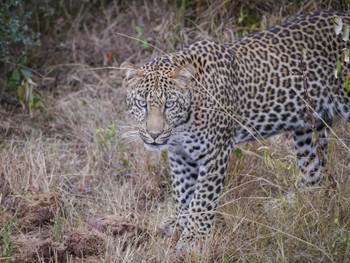 Leopard, not so happy to see us