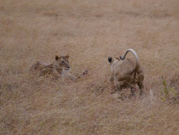 Lionesses fighting over food