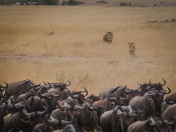 Wildebeests fleeing