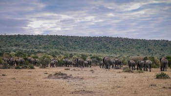 Huge elephant herd