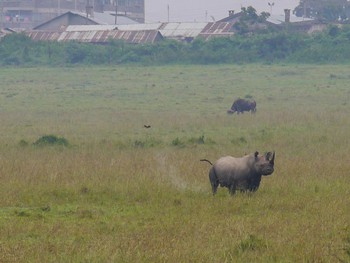 Rhino marking it's territory