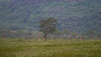 Lotsa giraffes