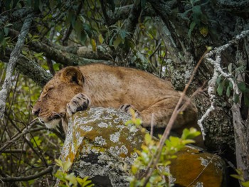 Sleepy lion on a rock
