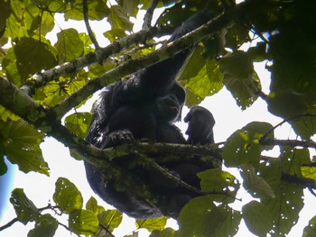 Chimp eating up a tree