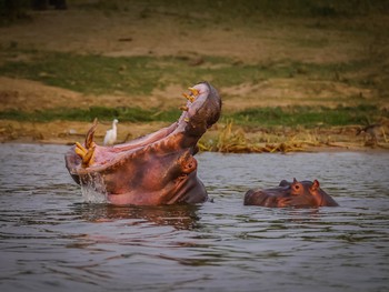 Giant hippo yawn