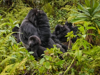 Band of gorillas