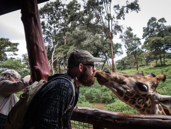 Giraffe kisses