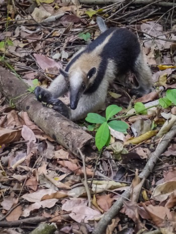 Ant eater foraging