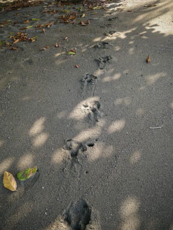 Taipir foot prints near the ocean
