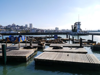 Sea lions at pier 39