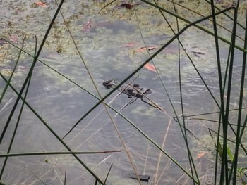 Crocodile in a pond