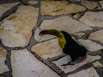 Toe biting toucan. What a little bastard