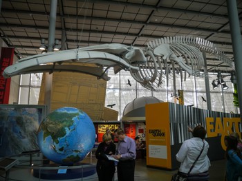 Whale skeleton at California Academy of Science