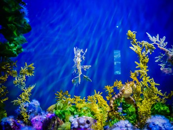Leafy sea dragons at California Academy of Science