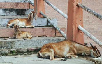 Chilled out goats