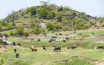 Greener Rajasthan