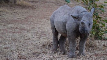 Daaaaw! Cute baby rhino