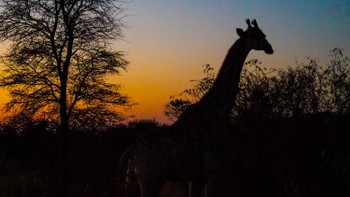 Giraffe sunset silhouette