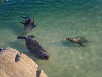 Seal's splashing around