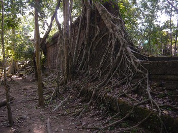 Trees make short work of man's feeble walls