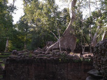 Tree covering the roof of a building.