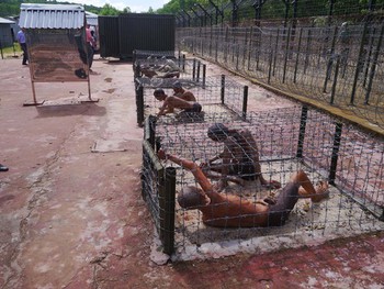 Tiger cages