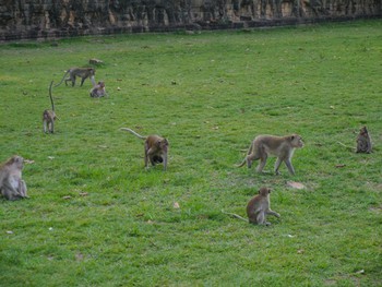 Monkeys playing in the ruins of Angkor Thom