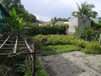 Nsit's fruit and veggie garden
