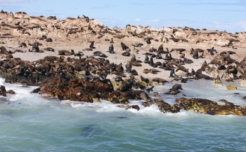 Seals in Shark Alley - Another shamelessly stolen image
