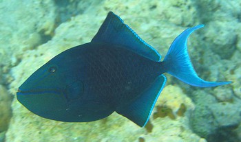 A red lips triggerfish. See what I mean about the name being dumb? - stolen from wikimedia cause my camera doesnt like water