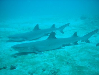 Shamelessly stolen photo of sharks</em><em>(because I have no underwater camera)