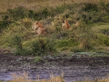 Lions chilling