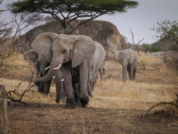 Elephants, coming right for us!