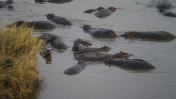 Hippos