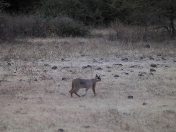 The caracal