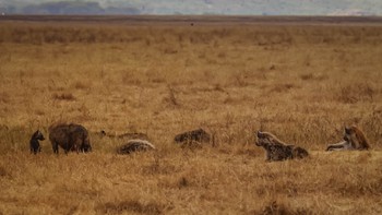 Family of hyena