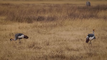 A pair of grey crowned cranes