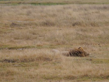 Sleepy male lion