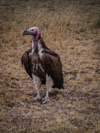 A bird. An ugly bird.