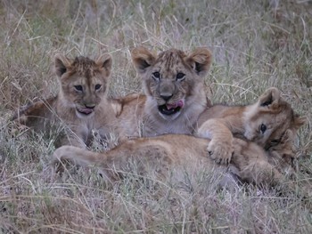 Baby cubs!