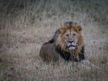 Big male lion