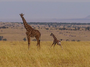 Mother and baby giraffe