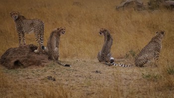 Cheetahs chilling