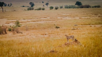 Cheetah hunting