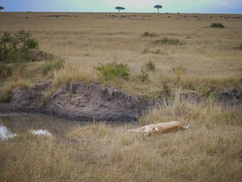 Sleepy lion by the water