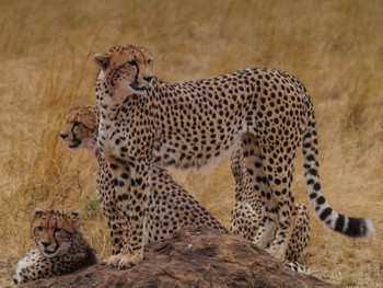 Cheetah close up