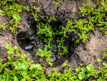 Hippo foot print