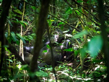 Chimp lazing in the sun